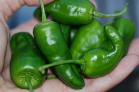 Padron chili  - Csípős paprika ritkaságok az Egzotikus Növények Stúdiója kínálatában